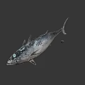 Fresh Whole Tuna Fish with Shiny Silver Scales and Firm Flesh for Seafood Meals