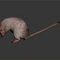 Hairless Rat with Pink Skin Red Eyes and Paws Long Thin Tail on Dark Background