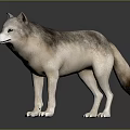 Realistic Gray And Brown Wolf Figure Standing On Dark Reflective Surface 3d model