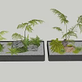 Bonsai Potted Plants With Ferns And Stones In Black Rectangular Containers