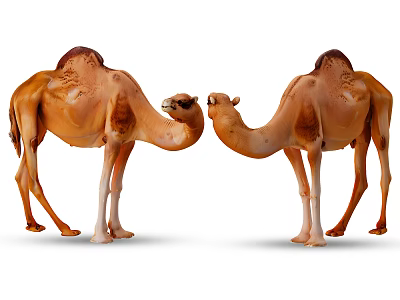 Two Brown Camels With Humps Standing Face to Face in Open Area 3d model