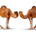 Two Brown Camels With Humps Standing Face to Face in Open Area