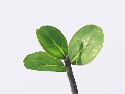 Vibrant Green Seedling With Three Fresh Leaves And Slender Dark Stem On White Background 3d model