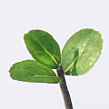 Vibrant Green Seedling With Three Fresh Leaves And Slender Dark Stem On White Background