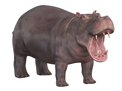 3D Rendered Hippopotamus With Open Mouth Sharp Tusks And Brown Skin 3d model