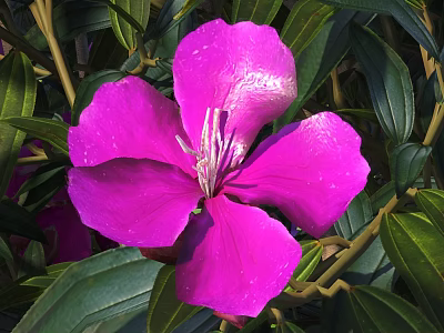 Vibrant Pink Flower With Fresh Petals Blooming Among Lush Green Leaves 3d model