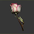 Dried Pink and White Rose in Simple Vase with Wilted Stem on Dark Background