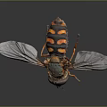 Modern Bee Ma Feng Wasp 3d model