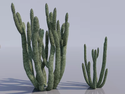Green Succulent Cactus Plants With Textured Tall And Small Stems In Light Background 3d model