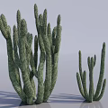 Green Succulent Cactus Plants With Textured Tall And Small Stems In Light Background