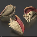 White and Red Conch Shell Decorative Ornament Set for Home Tabletop Decoration