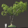 Tall Tree With Lush Green Foliage And Two People Standing Nearby
