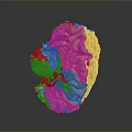 head structure head planer face human head planer face human brain planer face head structure brain structure human head structure 3d model