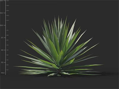 Healthy Green Agave Plant With Long Sharp Spiky Leaves And Tropical Appearance 3d model