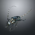 Detailed Close Up Of Long Horned Beetle With Black White Spots And Metallic Shine
