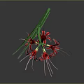 Red Spider Lily With Green Stem And Long Thin Red Petals Against Gray Background