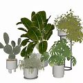 Indoor Potted Plants Including Cactus Large Leaf And Trailing Varieties With White Pots And Stand