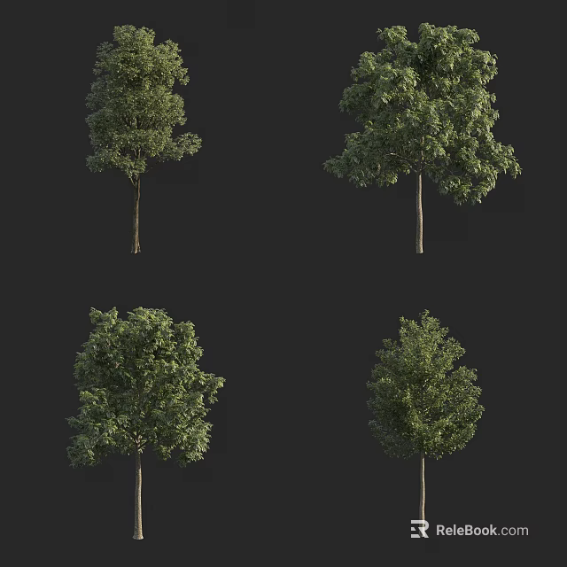 Four Different Arbor Trees With Lush Green Foliage And Straight Trunks 3d model 