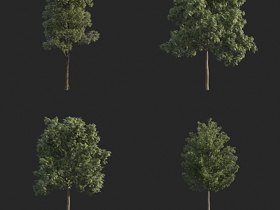 landscape tree small arbor small tree bird's eye view tree street tree model