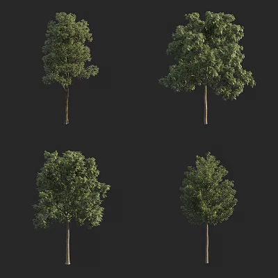 Four Different Arbor Trees With Lush Green Foliage And Straight Trunks 3d model