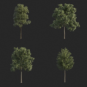 landscape tree small arbor small tree bird's eye view tree street tree 3d model