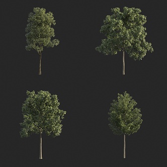 landscape tree small arbor small tree bird's eye view tree street tree 3d model