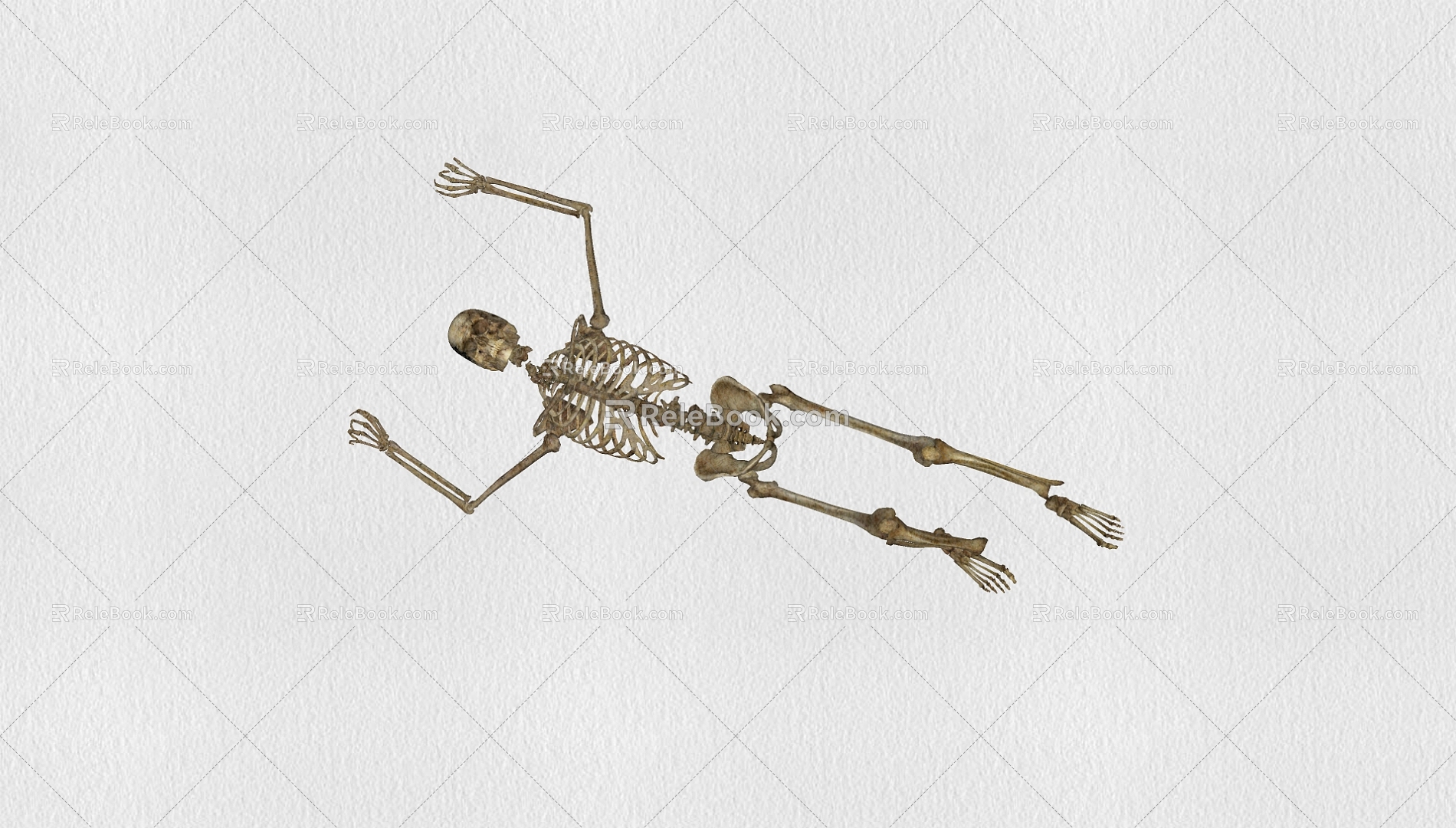 Skeleton 3d model