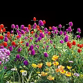 Colorful Mixed Flowers And Plants With Red Purple Yellow Blooms In Garden