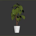 Green Leafy Plant with Brown Stems in White Ceramic Pot for Indoor Decoration
