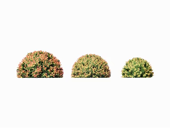 Modern Shrub Plants 3d model