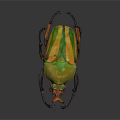 Colorful Flying Beetle with Yellow Green Orange Hues Large Horns Long Legs on Dark Background