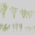 Six Groups of Green Herbs in Various Forms Displayed on Gray Background