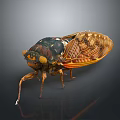 Detailed Cicada With Transparent Brown Textured Wings And Segmented Body On Dark Background