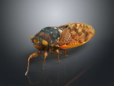 Detailed Cicada With Transparent Brown Textured Wings And Segmented Body On Dark Background 3d model