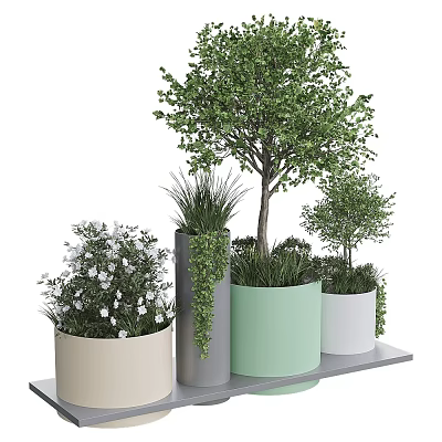 Bonsai Potted Plants with Various Shapes and Different Colored Pots on Shelf 3d model