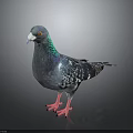 Pigeon With Blue Green Feathers Red Eyes And Pink Feet On Dark Background