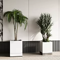 Indoor Decorative Potted Plants in White Square Planters with Marble Wall and Black Striped Accents