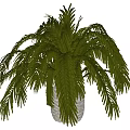 Indoor Potted Palm Plant With Feathery Green Leaves In Woven Basket