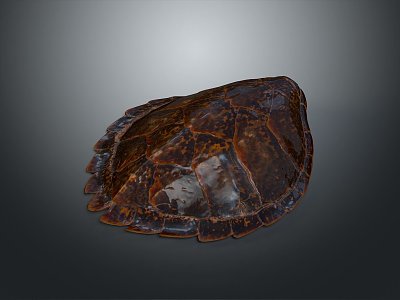 Turtle Cartoon Turtle Snapping Turtle Chickbill Turtle Reptile Cold Blooded Animal Reptile Class model