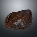 Turtle Cartoon Turtle Snapping Turtle Chickbill Turtle Reptile Cold Blooded Animal Reptile Class 3d model