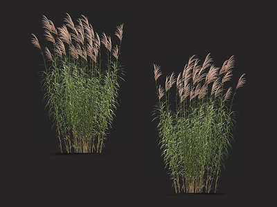 Ornamental Grasses with Tall Green Stems and Pink Feathery Plumes for Garden Decoration 3d model