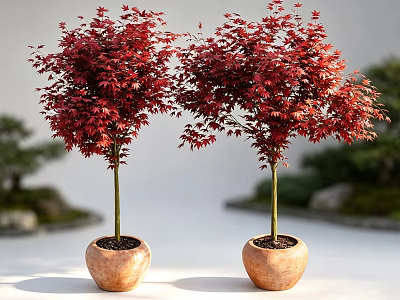Two Ornamental Potted Bonsai Trees With Red Leaves In Terracotta Pots Natural Background 3d model