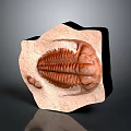 Ancient Trilobite Fossil Embedded in Rock Showing Preserved Exoskeleton Details