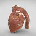 Detailed Human Heart 3D Anatomical Model Showing Chest Organ Vascular Structure Details