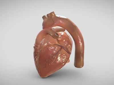 Detailed Human Heart 3D Anatomical Model Showing Chest Organ Vascular Structure Details 3d model