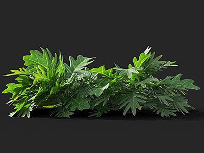 Lush Green Leafy Plants With Serrated Edges And Large Leaves On Black Background 3d model