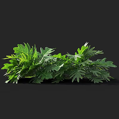 Lush Green Leafy Plants With Serrated Edges And Large Leaves On Black Background 3d model
