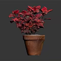 Vibrant Red Leaf Plant in Terracotta Pot with White Pebbles Decoration