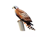 Falcon Perched On Wooden Pole With Spotted Brown Feathers White Head And Black Tail