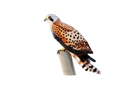 Falcon Perched On Wooden Pole With Spotted Brown Feathers White Head And Black Tail 3d model
